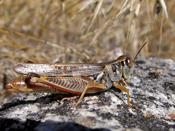 Photo of Melanoplus sanguinipes by <a href="http://www.okanaganwildlifephotography.com/">Werner Eigelsreiter</a>